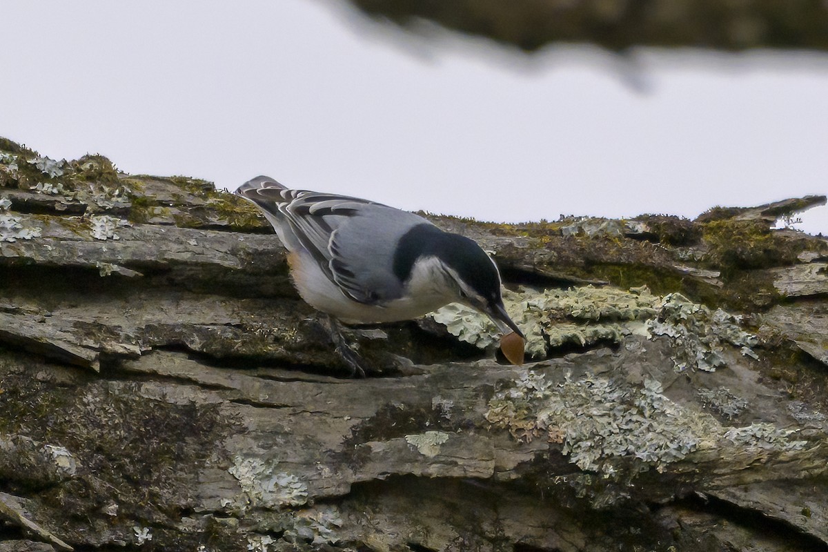 White-breasted Nuthatch - ML645120412
