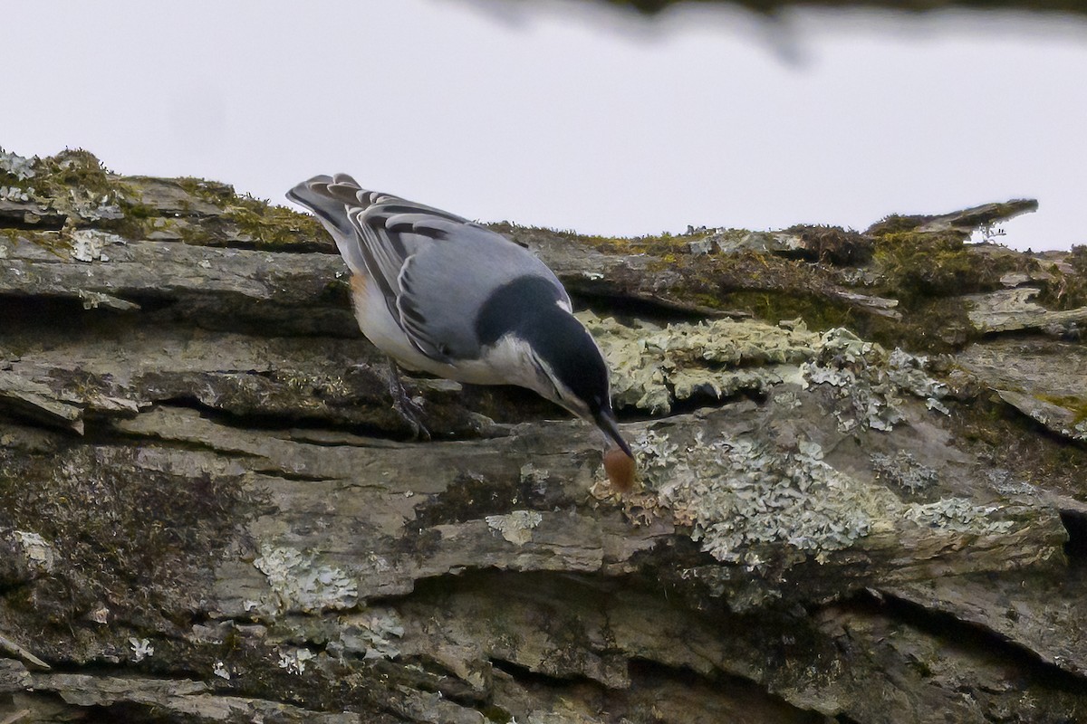 White-breasted Nuthatch - ML645120413