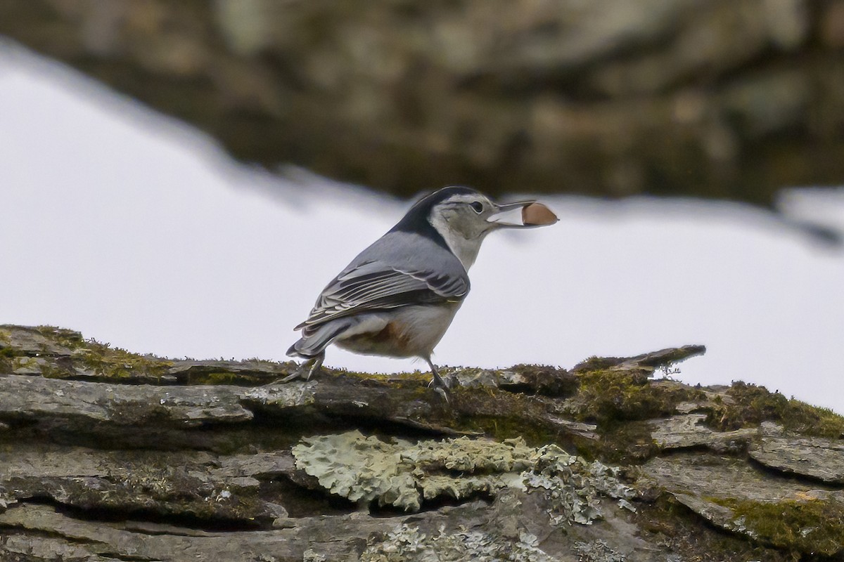 White-breasted Nuthatch - ML645120414