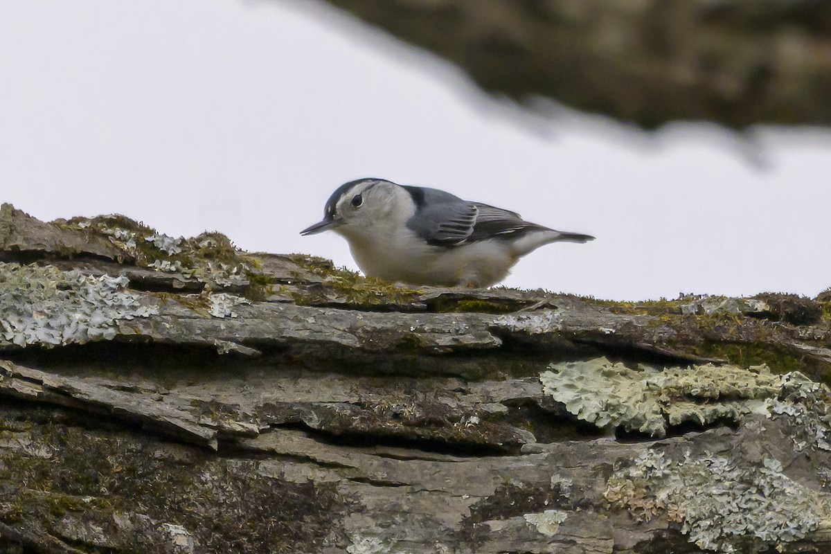 White-breasted Nuthatch - ML645120415
