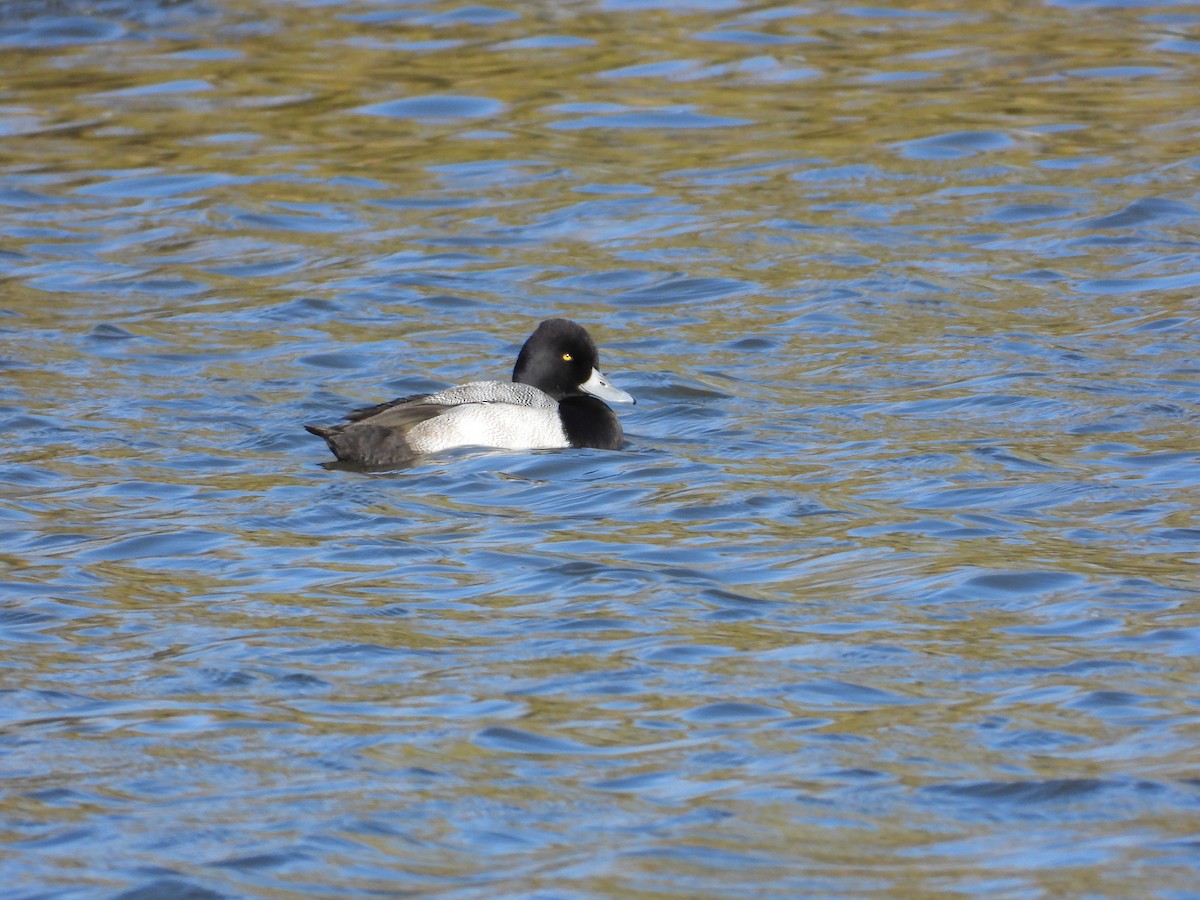 Lesser Scaup - ML645120429