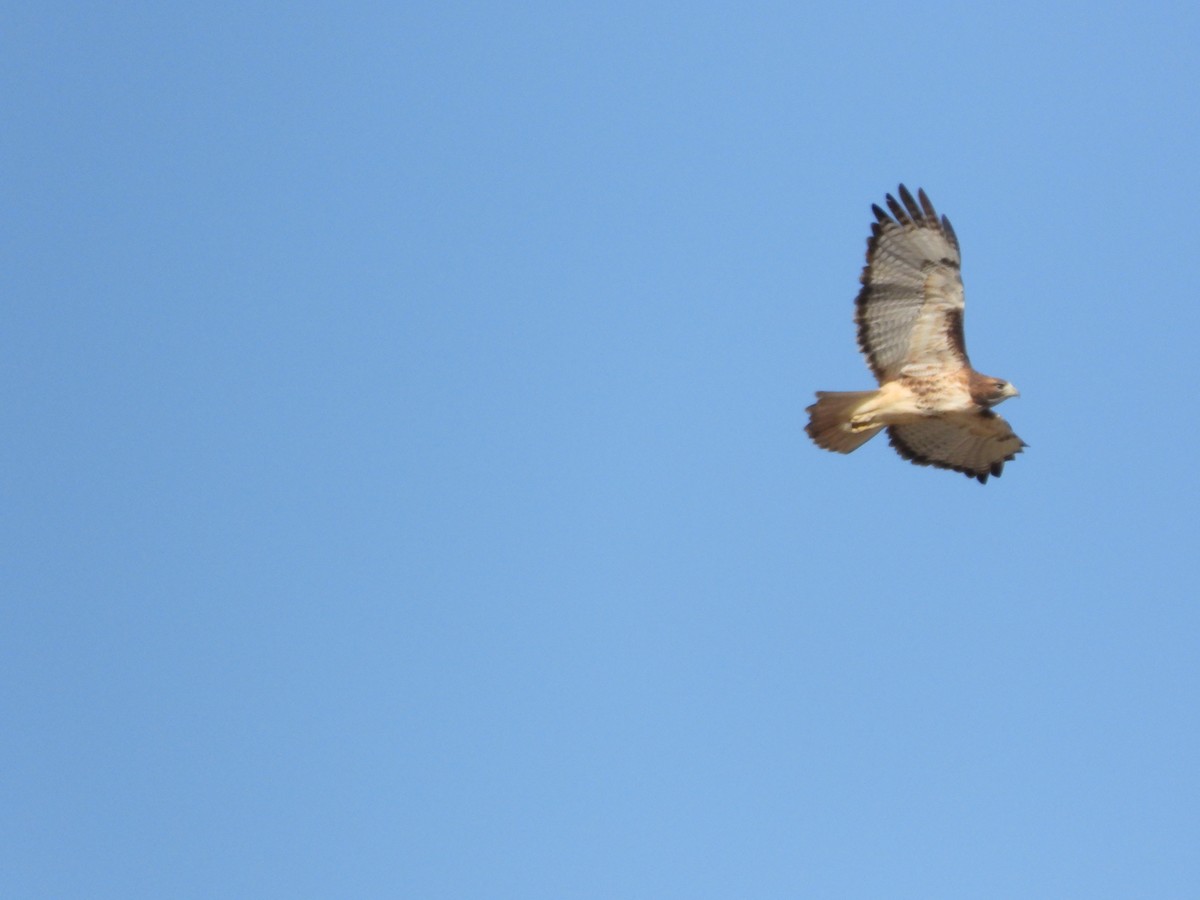Red-tailed Hawk - ML645120455