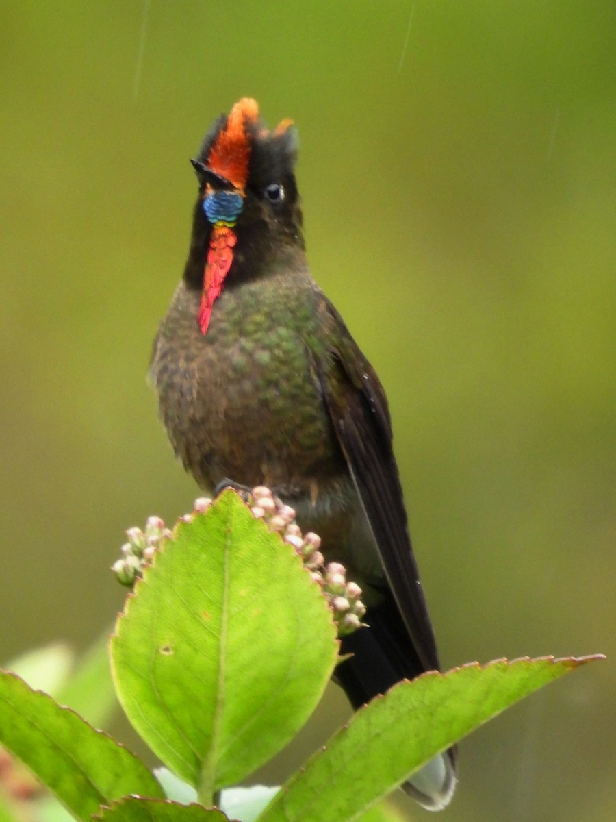 Rainbow-bearded Thornbill - ML645120459