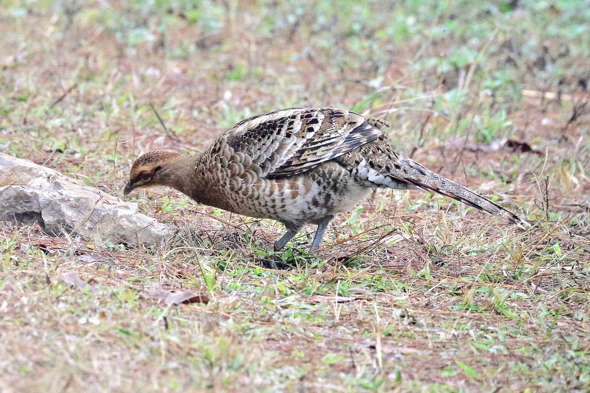 Mrs. Hume's Pheasant - ML645120460
