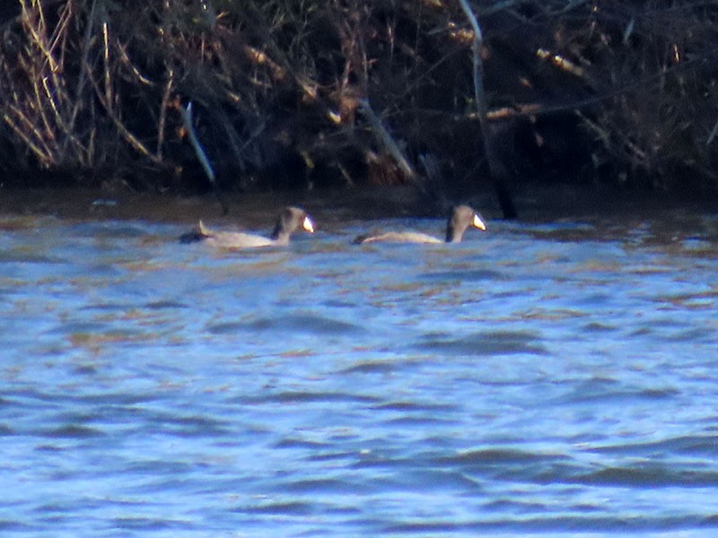 American Coot (Red-shielded) - ML645120478