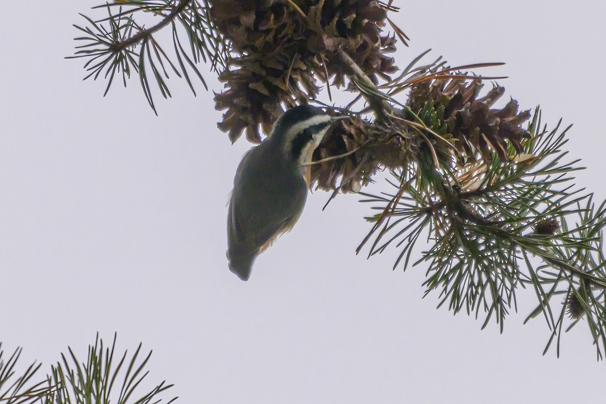 Red-breasted Nuthatch - ML645120483