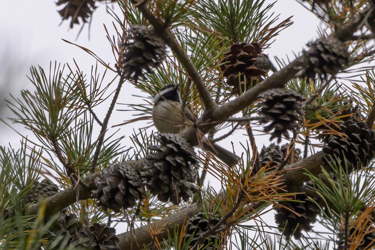 Red-breasted Nuthatch - ML645120485