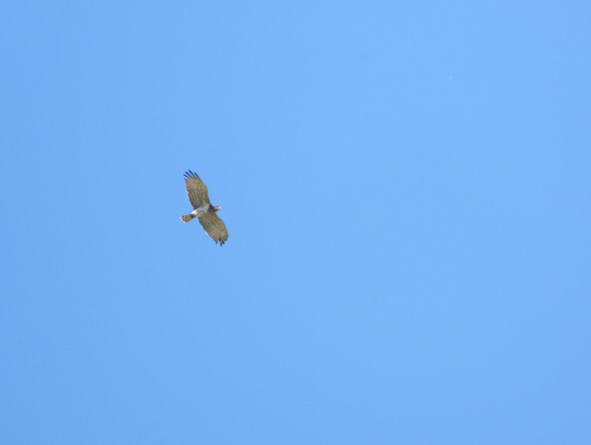 orlík krátkoprstý - ML645120486