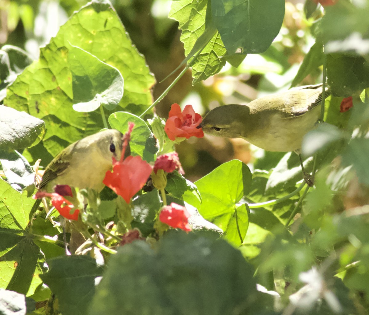 Tennessee Warbler - ML645120487