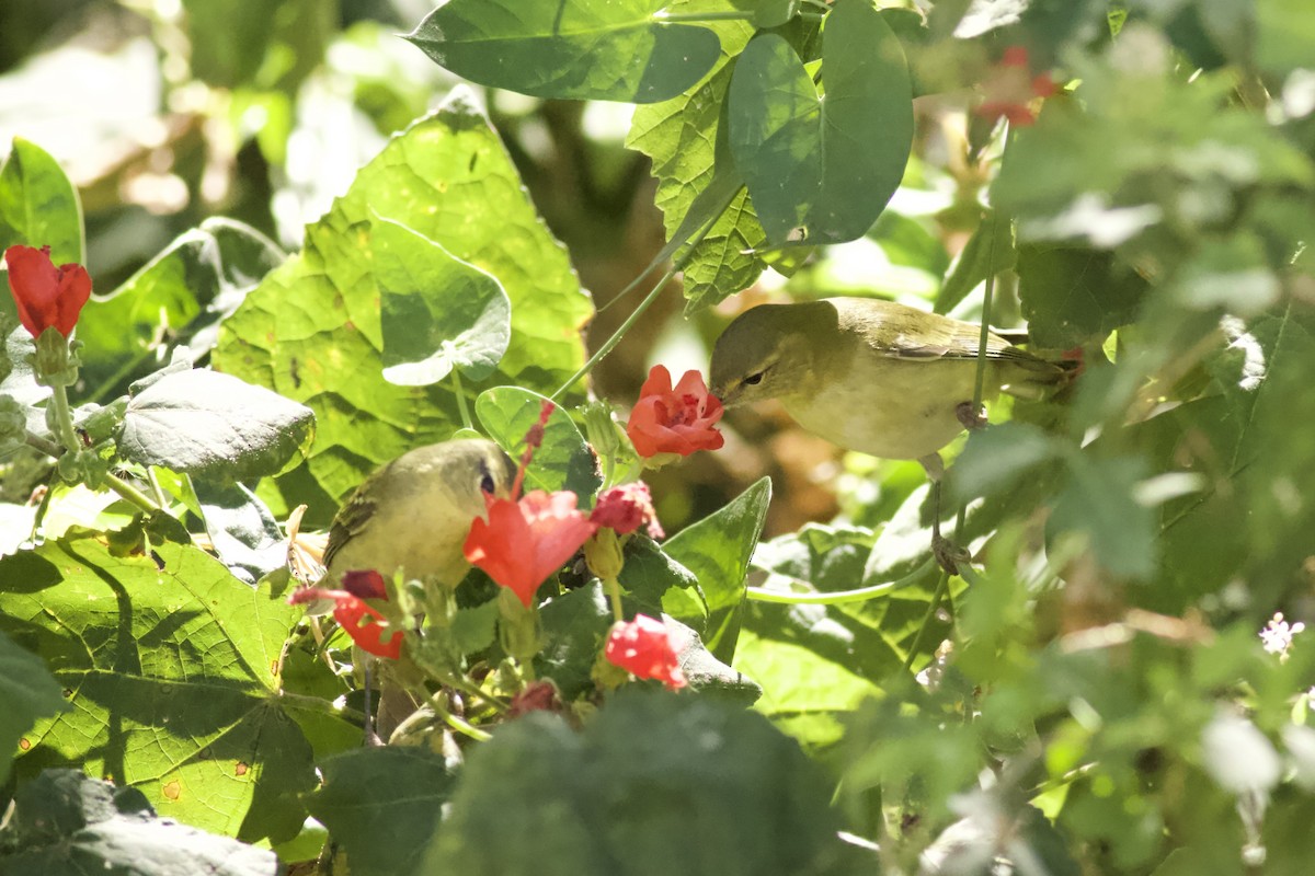 Tennessee Warbler - ML645120488