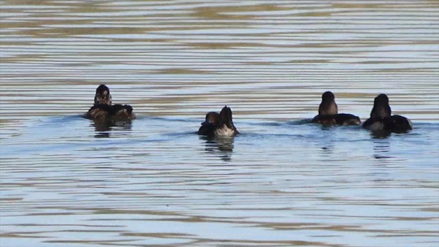 Hooded Merganser - ML645120491
