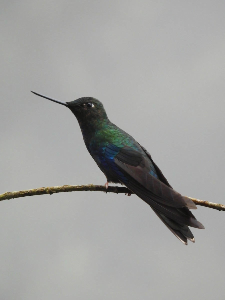 Great Sapphirewing - ML645120494