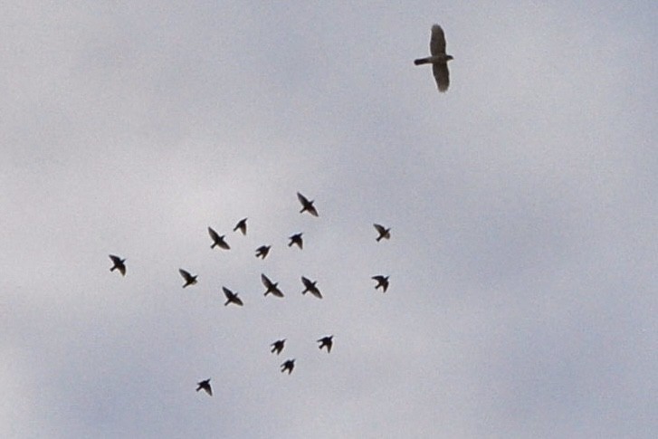 European Starling - ML645120496