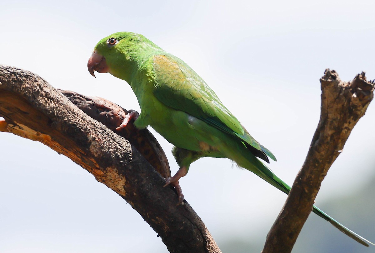 オナガミドリインコ - ML645120501