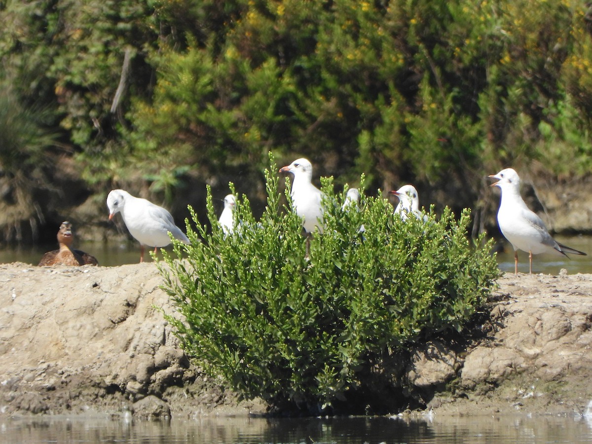 Mediterranean Gull - ML645120508