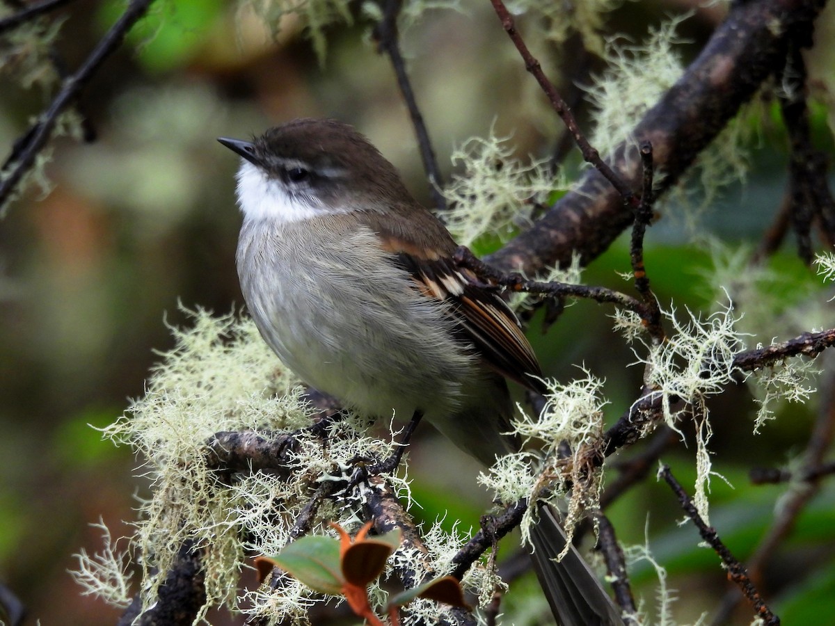 White-throated Tyrannulet - ML645120509