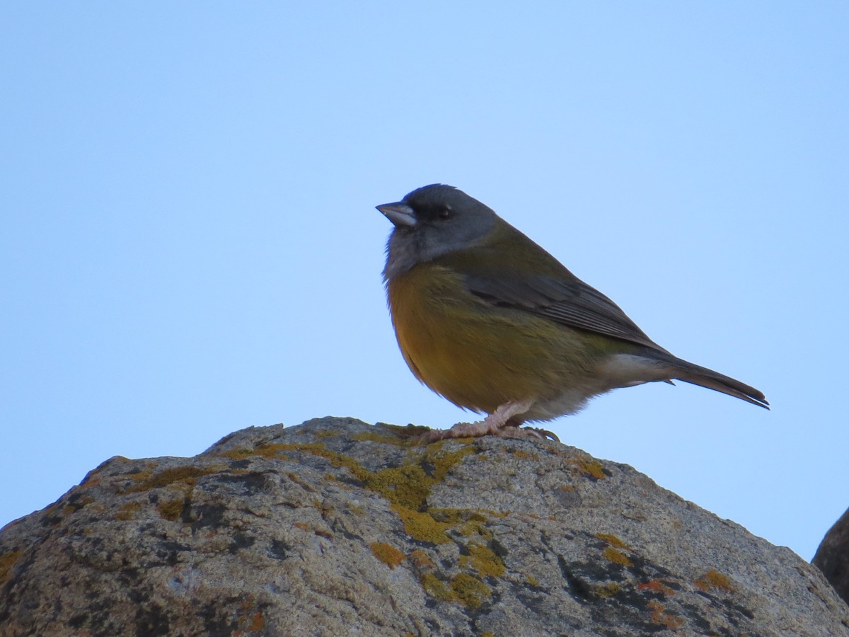 Gray-hooded Sierra Finch (minor) - ML645120511