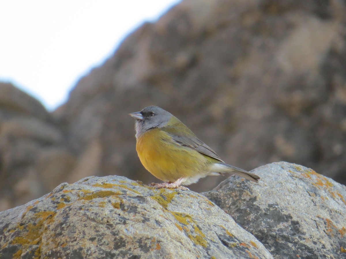 Gray-hooded Sierra Finch (minor) - ML645120512