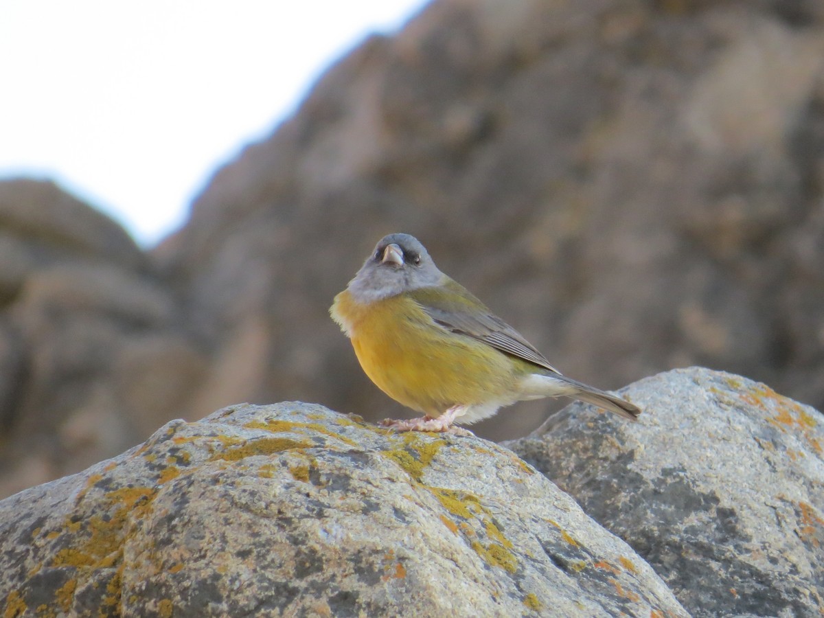 Gray-hooded Sierra Finch (minor) - ML645120513