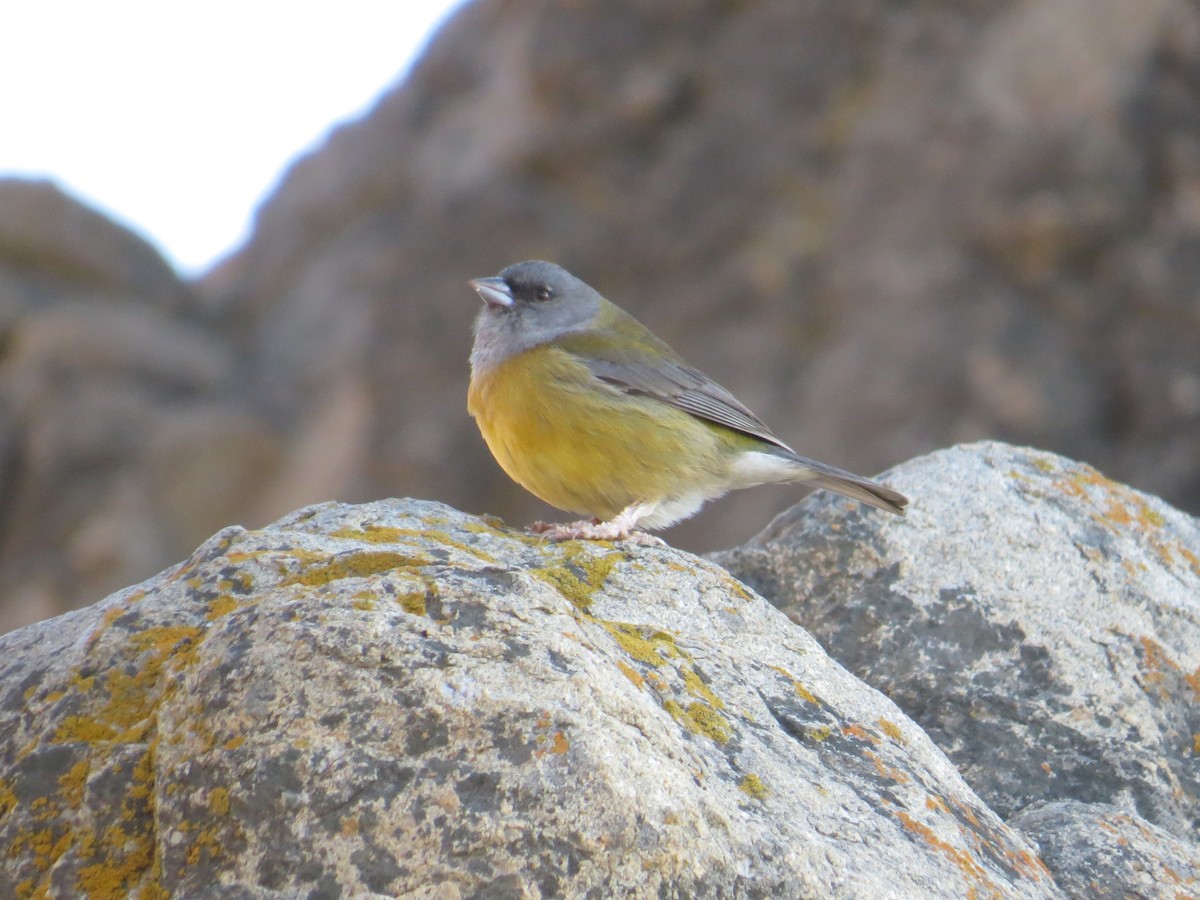 Gray-hooded Sierra Finch (minor) - ML645120514