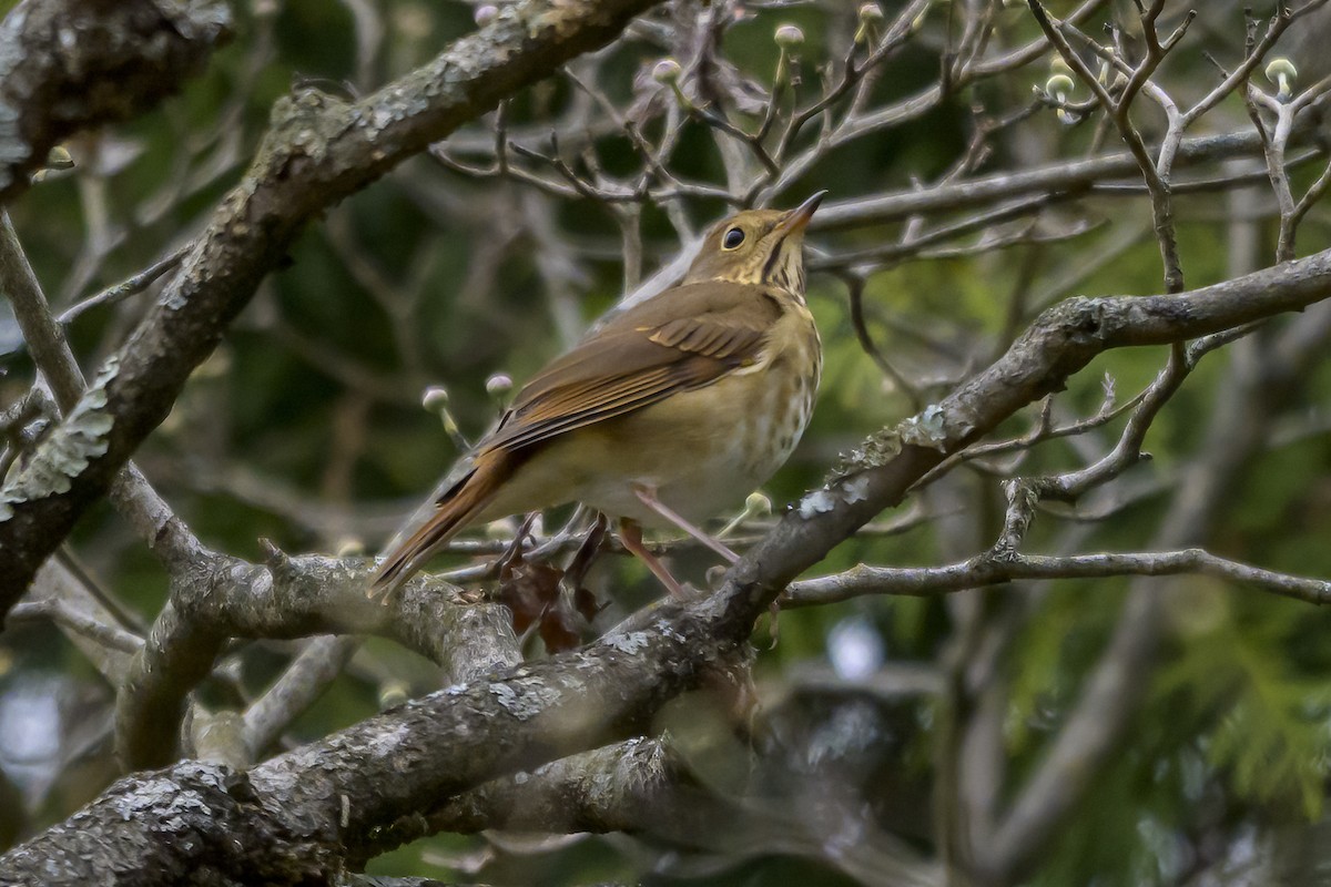 Hermit Thrush - ML645120531