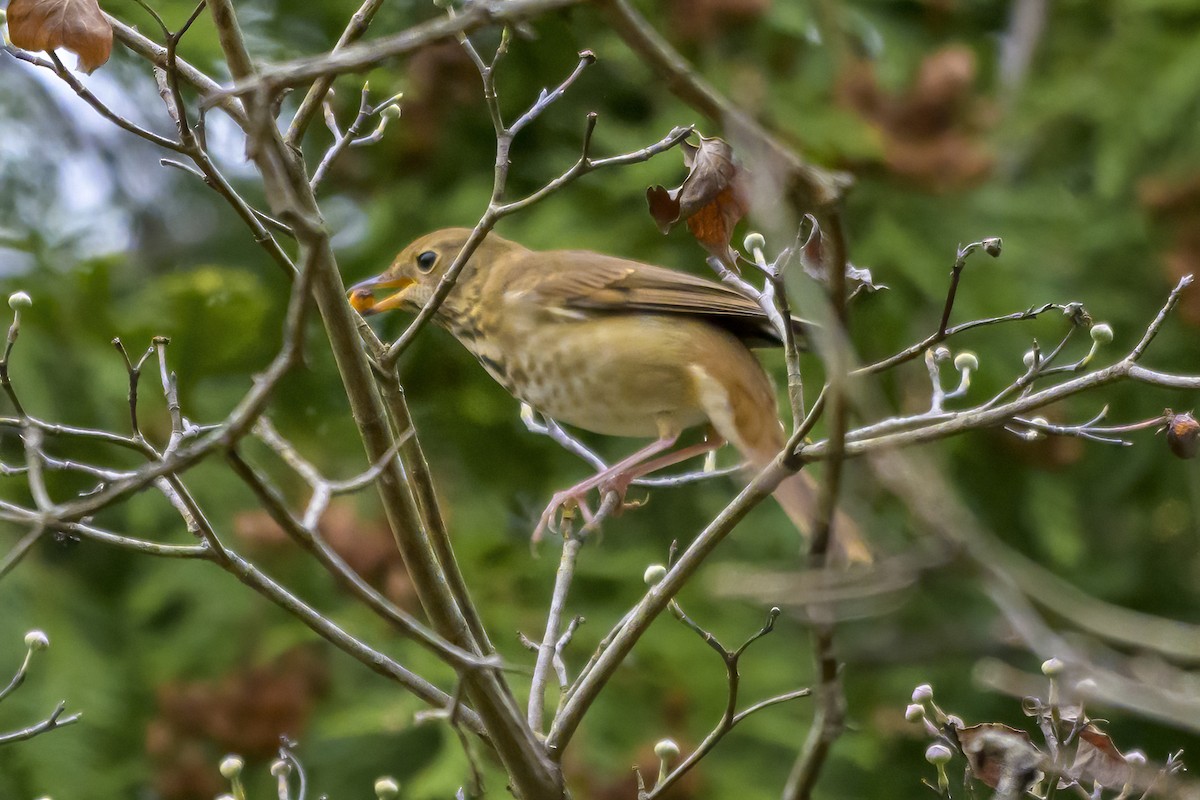 Hermit Thrush - ML645120532