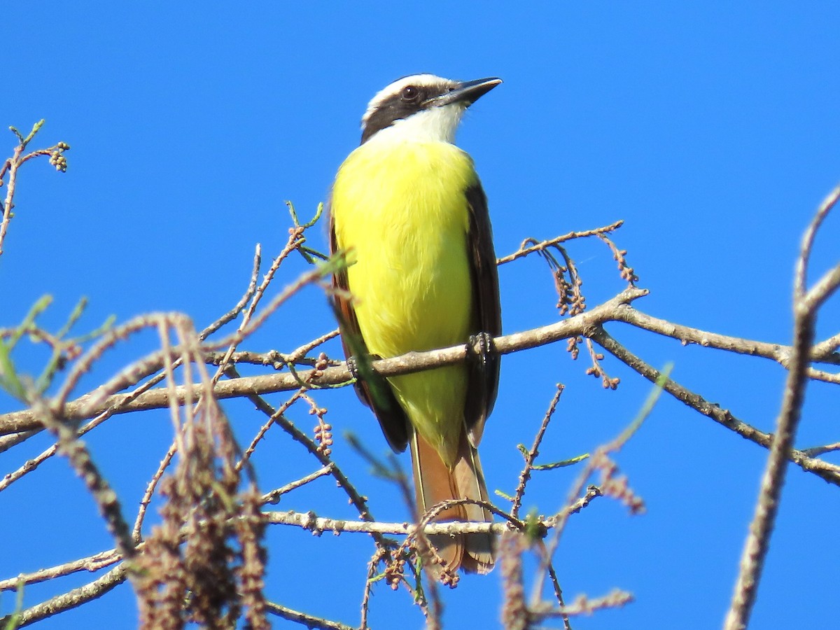 Great Kiskadee - ML645120544
