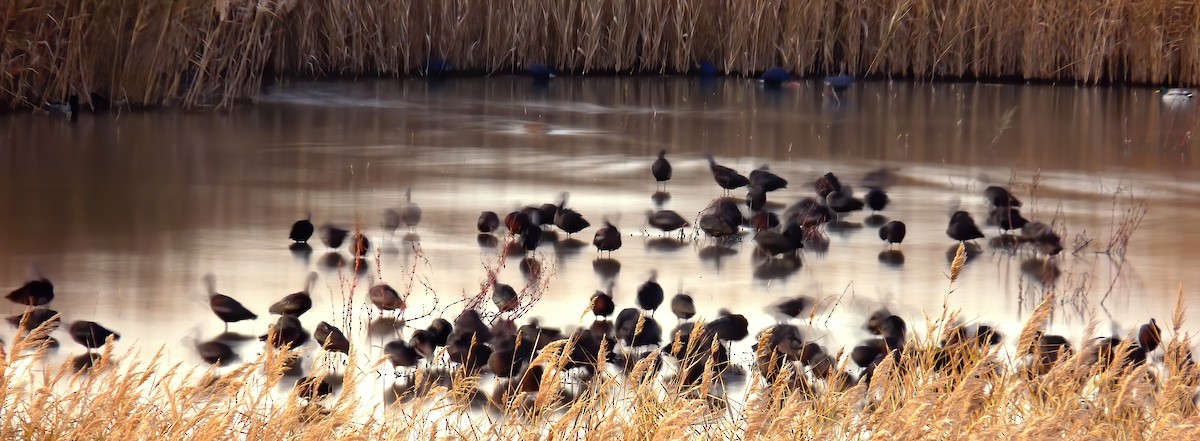 Mignattaio - ML645120549