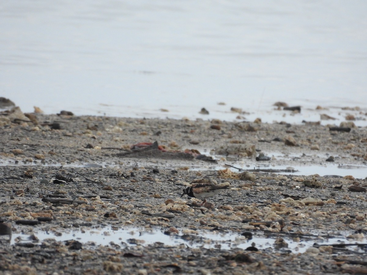 Ruddy Turnstone - ML645120552
