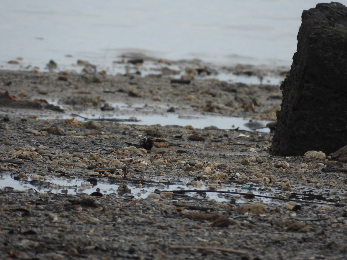 Ruddy Turnstone - ML645120554