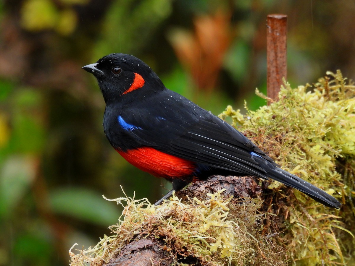 Scarlet-bellied Mountain Tanager - ML645120555