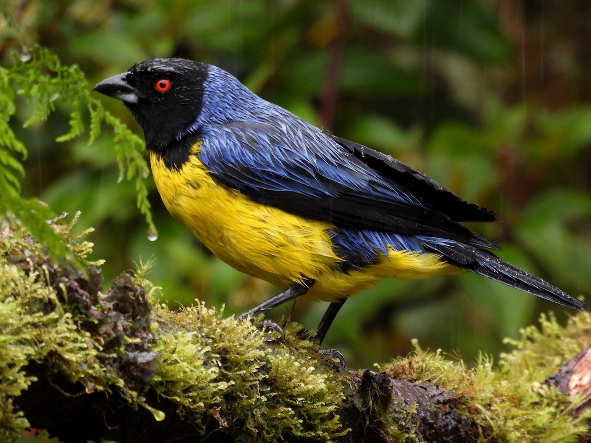 Hooded Mountain Tanager - ML645120575
