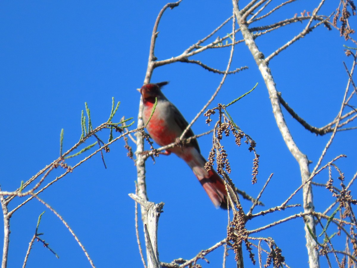 Pyrrhuloxia - ML645120576