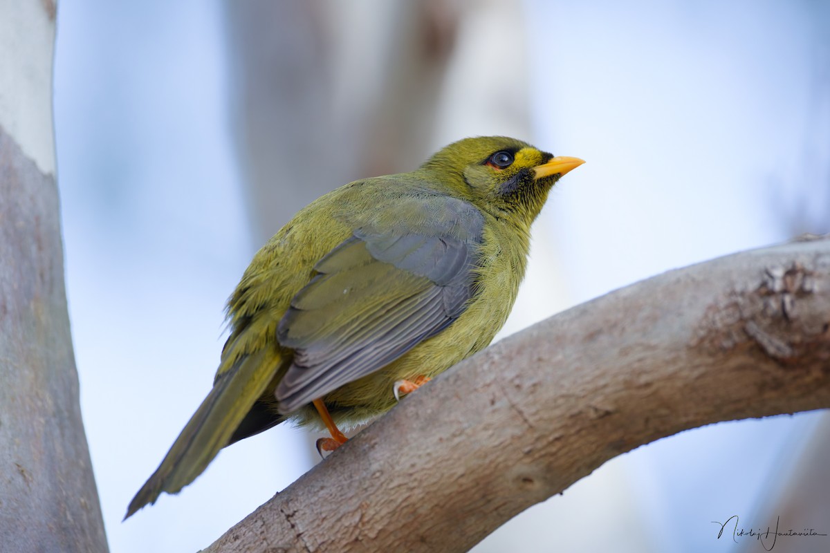 Glockenhonigfresser - ML645120582