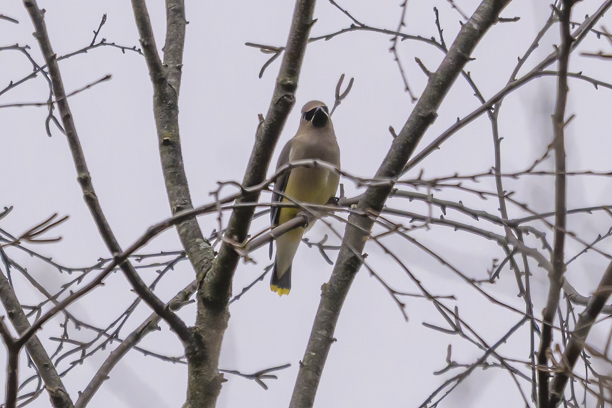 Sedir İpekkuyruğu - ML645120583