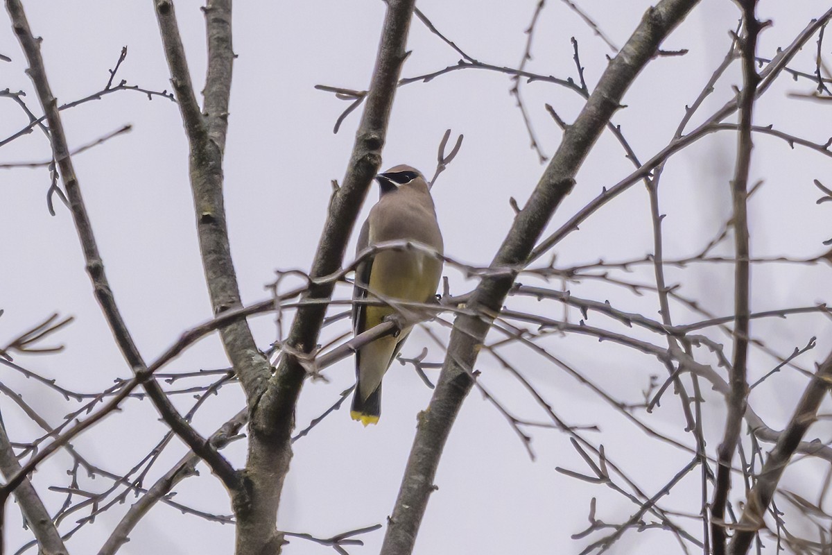 Sedir İpekkuyruğu - ML645120584