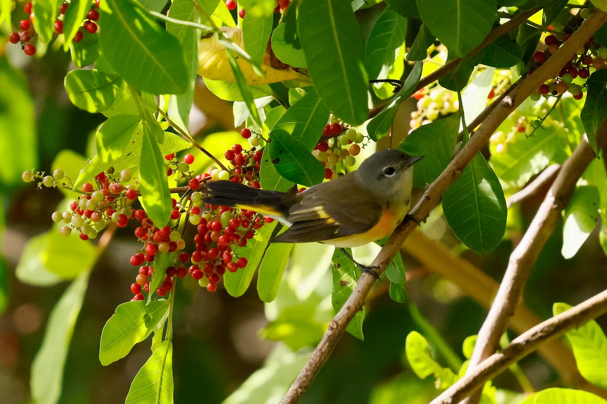 סבכון חכלילי - ML645120590