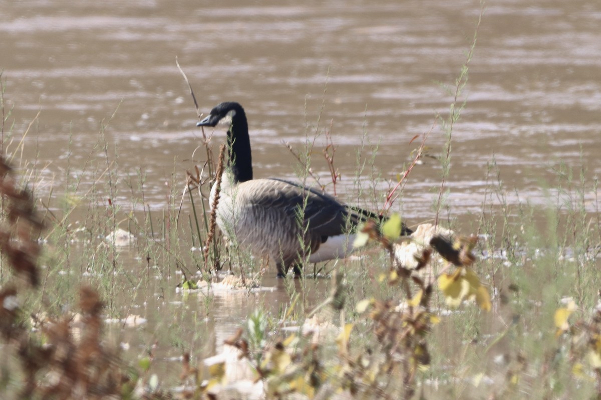 Cackling Goose (Richardson's) - ML645120592
