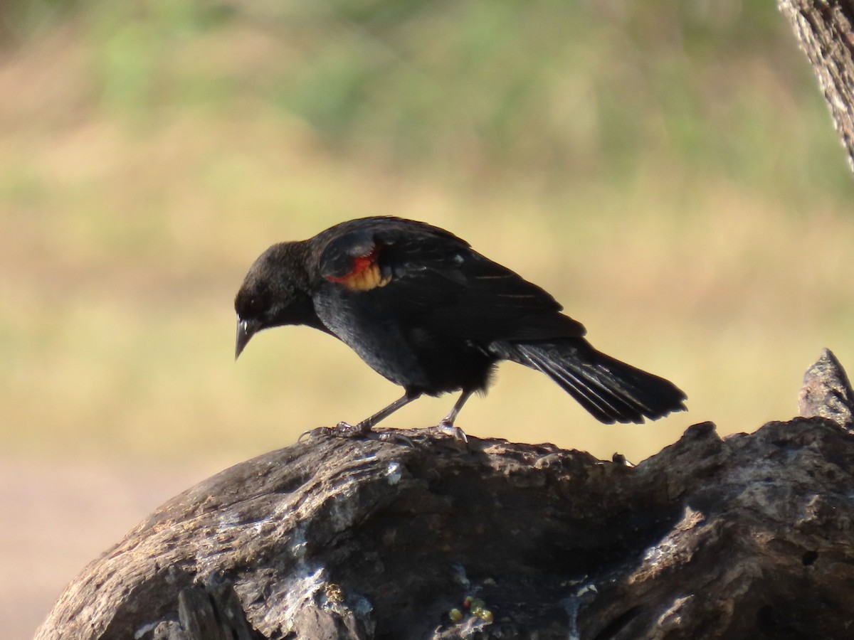 Red-winged Blackbird - ML645120599