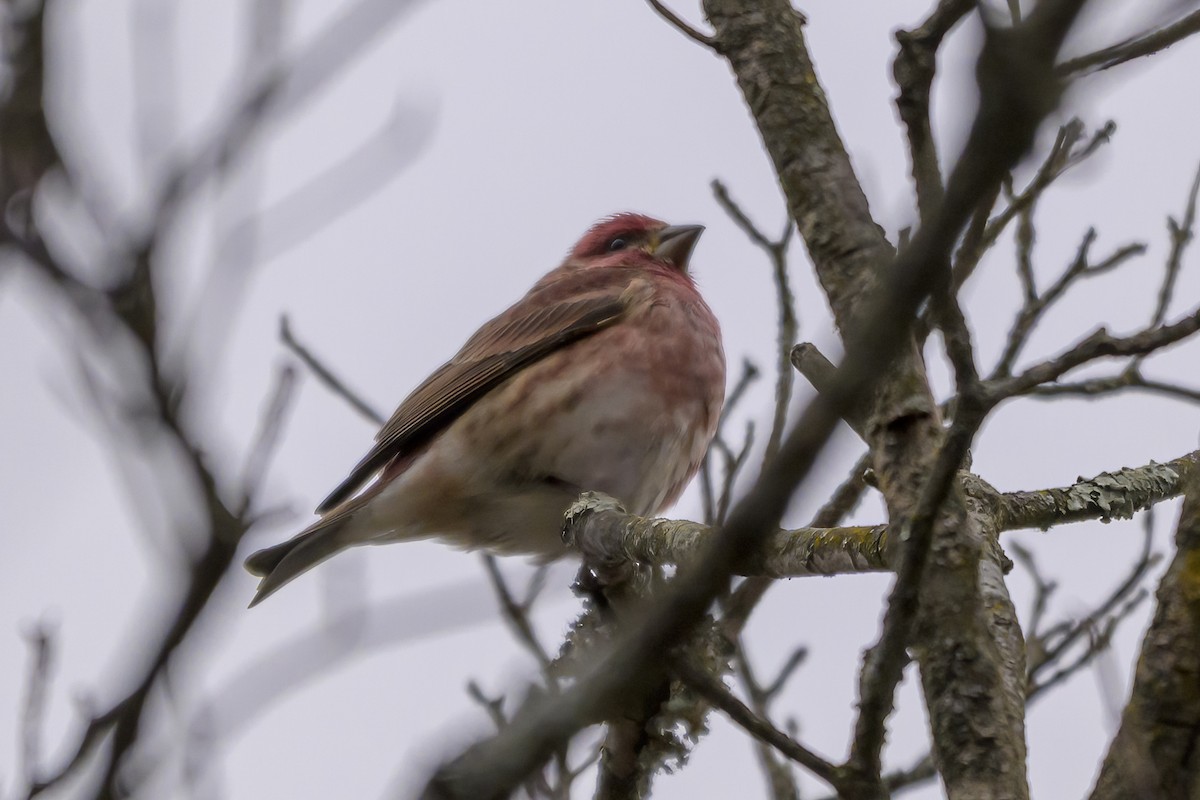 Purple Finch - ML645120607