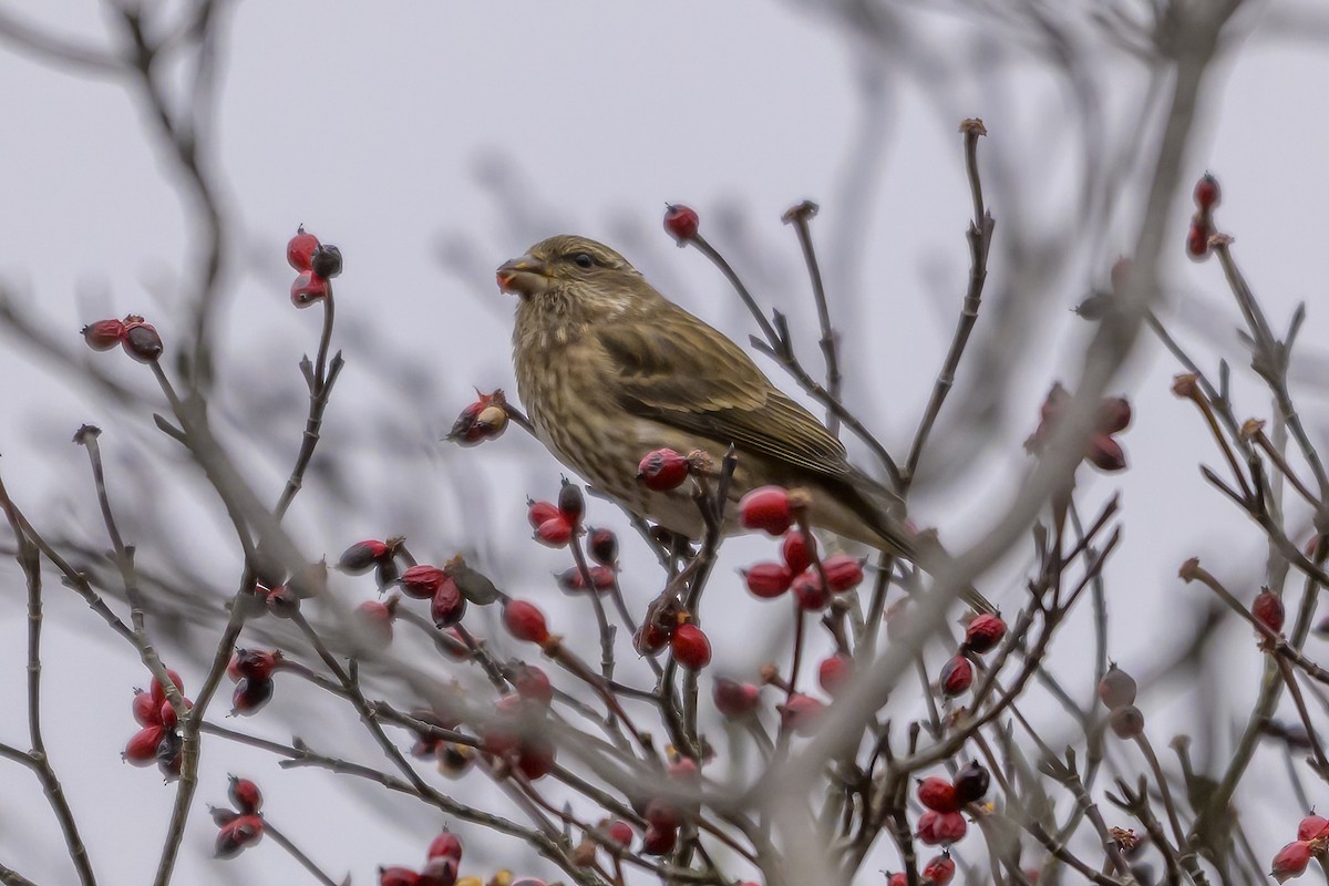 Purple Finch - ML645120608