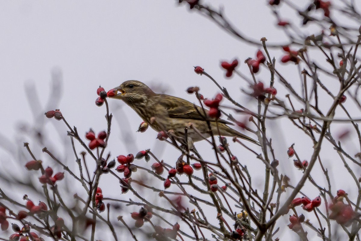 Purple Finch - ML645120610