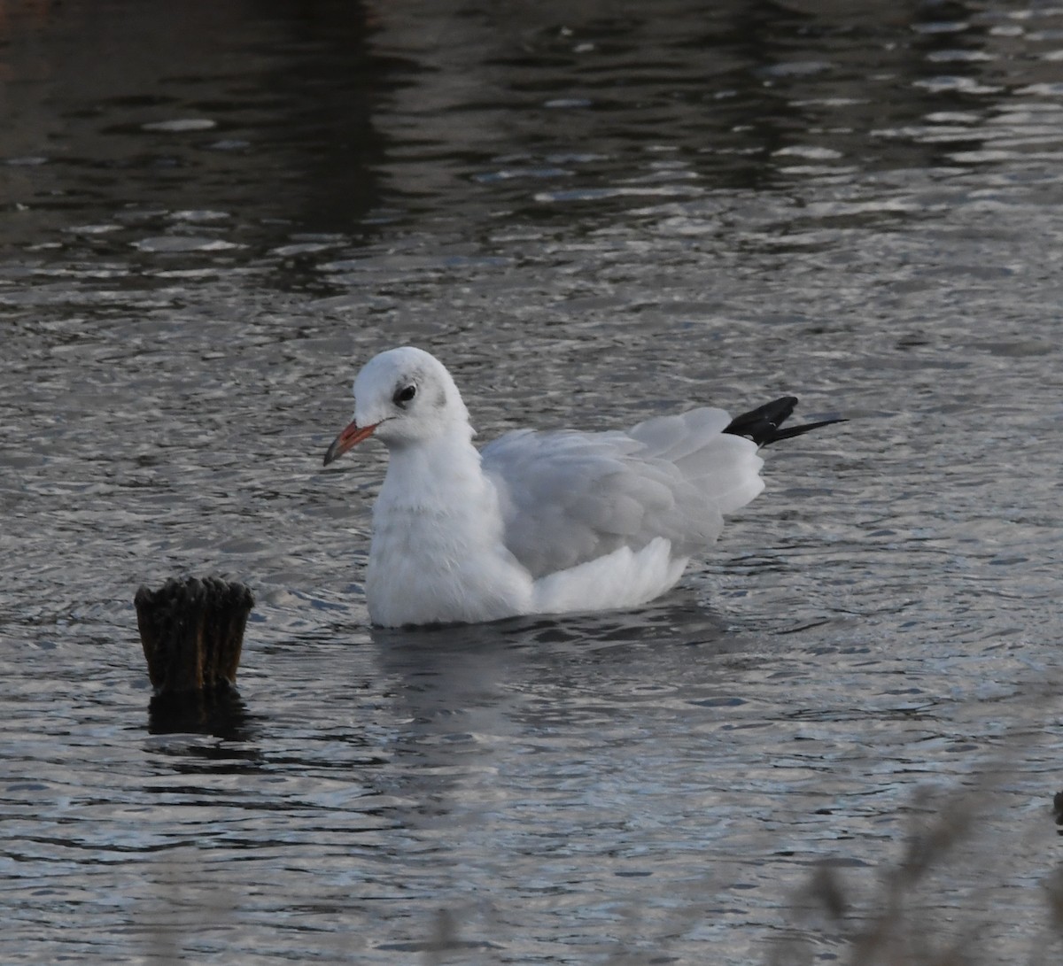 Black-headed Gull - ML645120612