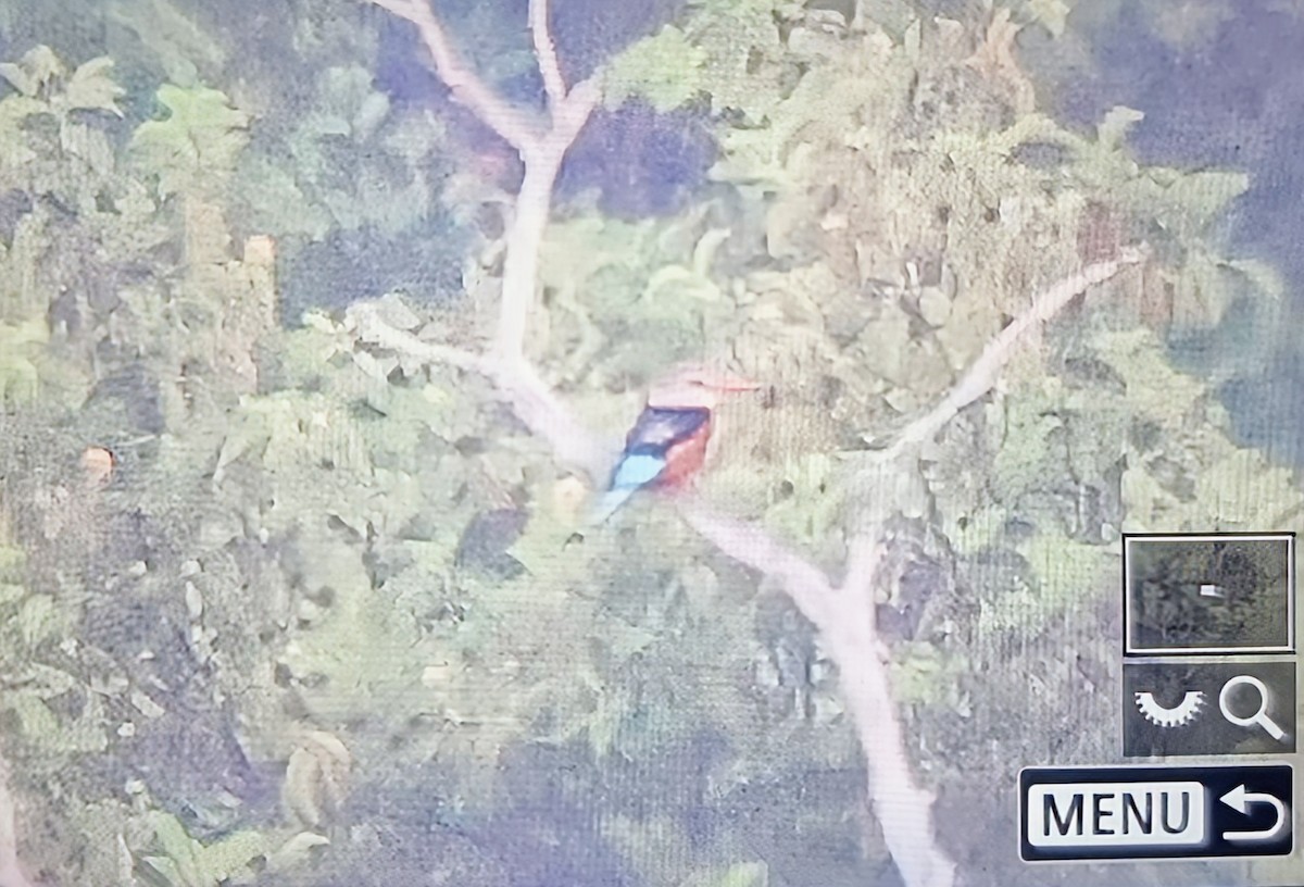 Martin-chasseur à tête grise - ML645120620