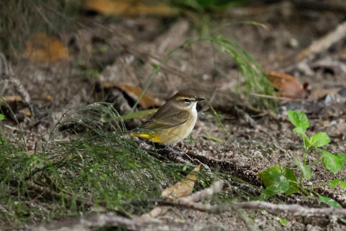 Palm Warbler - ML645120625