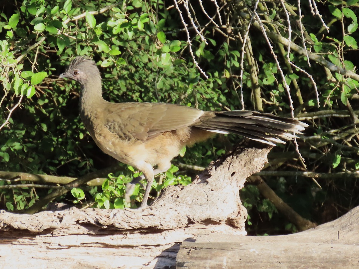 Plain Chachalaca - ML645120631