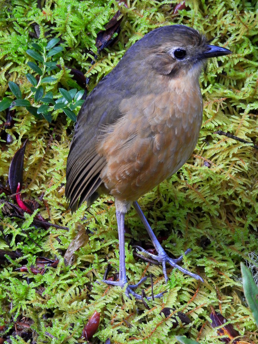 Tawny Antpitta - ML645120657