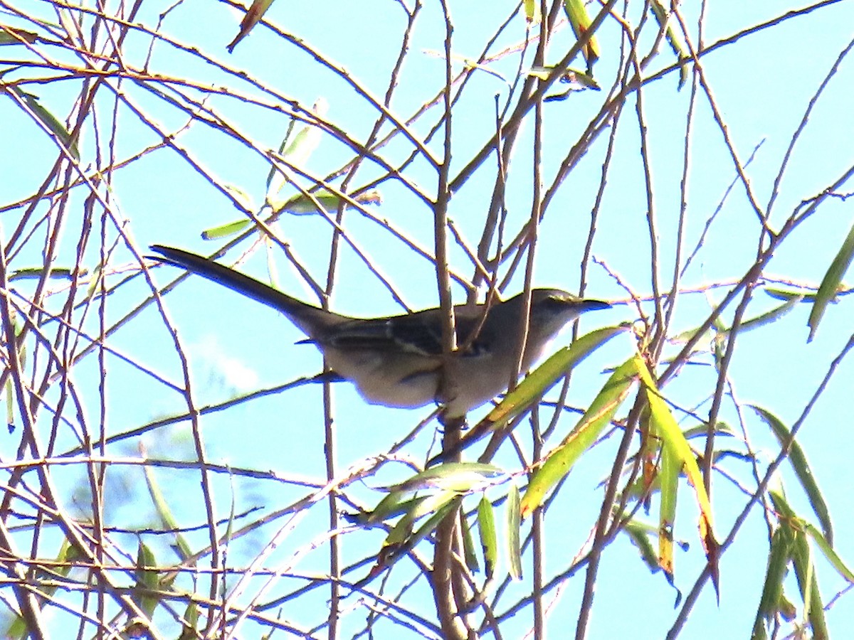 Northern Mockingbird - ML645120660