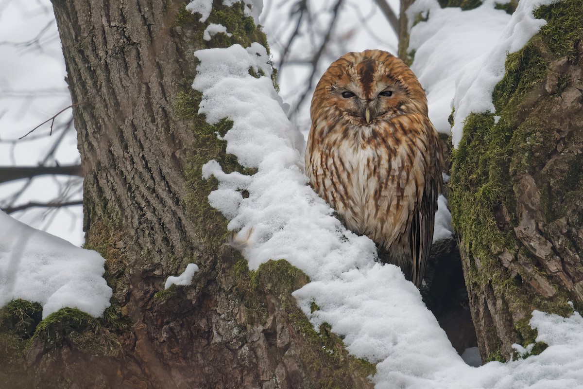 モリフクロウ - ML645120672