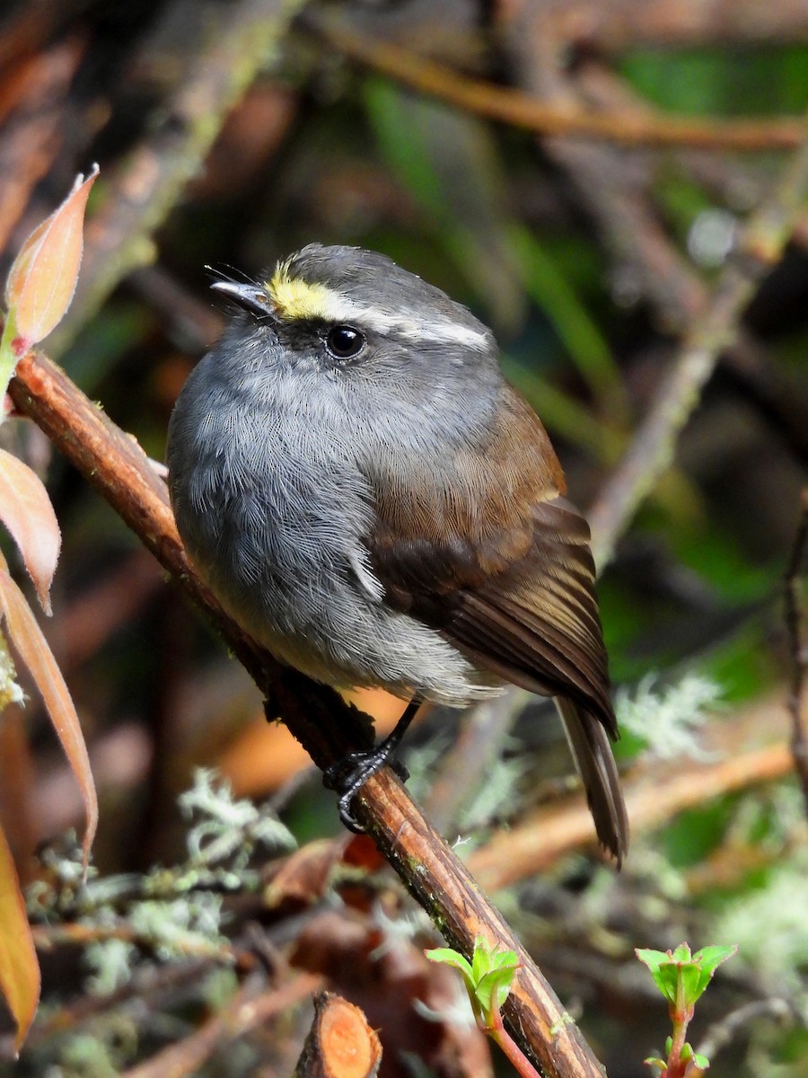 Crowned Chat-Tyrant - ML645120673